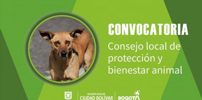 Elelcción consejovlocal de bienestar animal