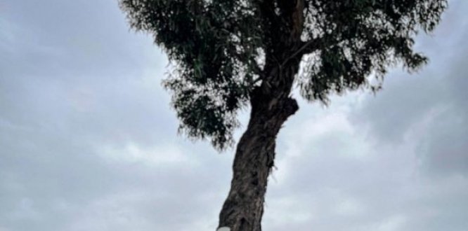 palo del ahorcado